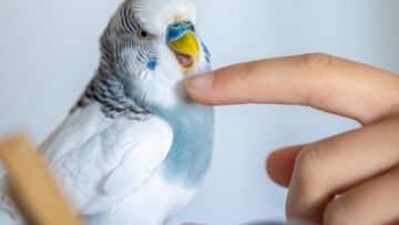 Zespół Szkół Technicznych i Ogólnokształcących w Sandomierzu: dom dla kolorowych papug